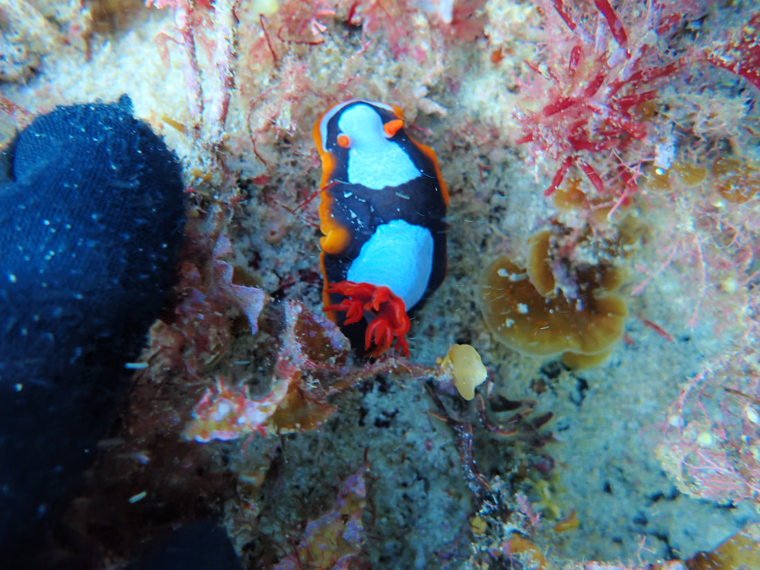 What is a Nudibranch?